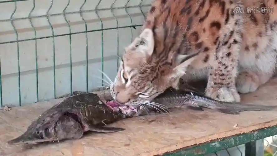 猞猁吃鱼,感觉味道怪怪的,它这辈子还没真没吃过鱼肉