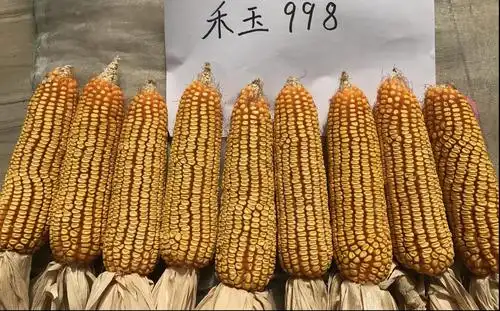 玉米品种 华凯2号(重点推广产品) 缺点:中等偏大穗型 优点:穗轴小