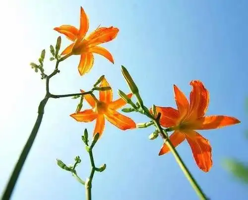 一波回忆杀请收好聊聊仙剑三中好听的中药名