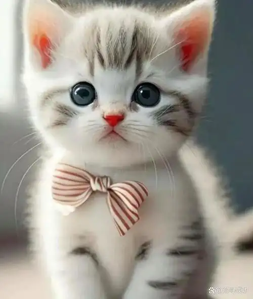 猫咪一直以来都是人们心中萌宠的代表之一,无论是其可爱的外表还是其