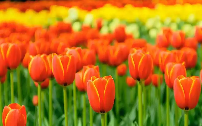 小清新唯美花海风景图片桌面壁纸_植物壁纸_壁纸下载_美桌网