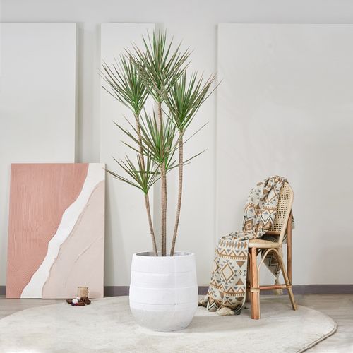 千年木多造型客厅室内甲醛大型绿植办公室龙血大型绿植