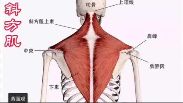 斜方肌是什么斜方肌是怎么造成的瘦身斜方肌
