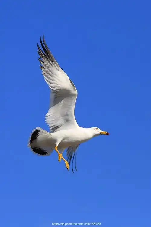 【大连星海广场海鸥摄影图片】生态摄影_太平洋电脑网摄影部落