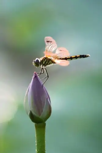 小荷才露尖尖角,早有蜻蜓立上头