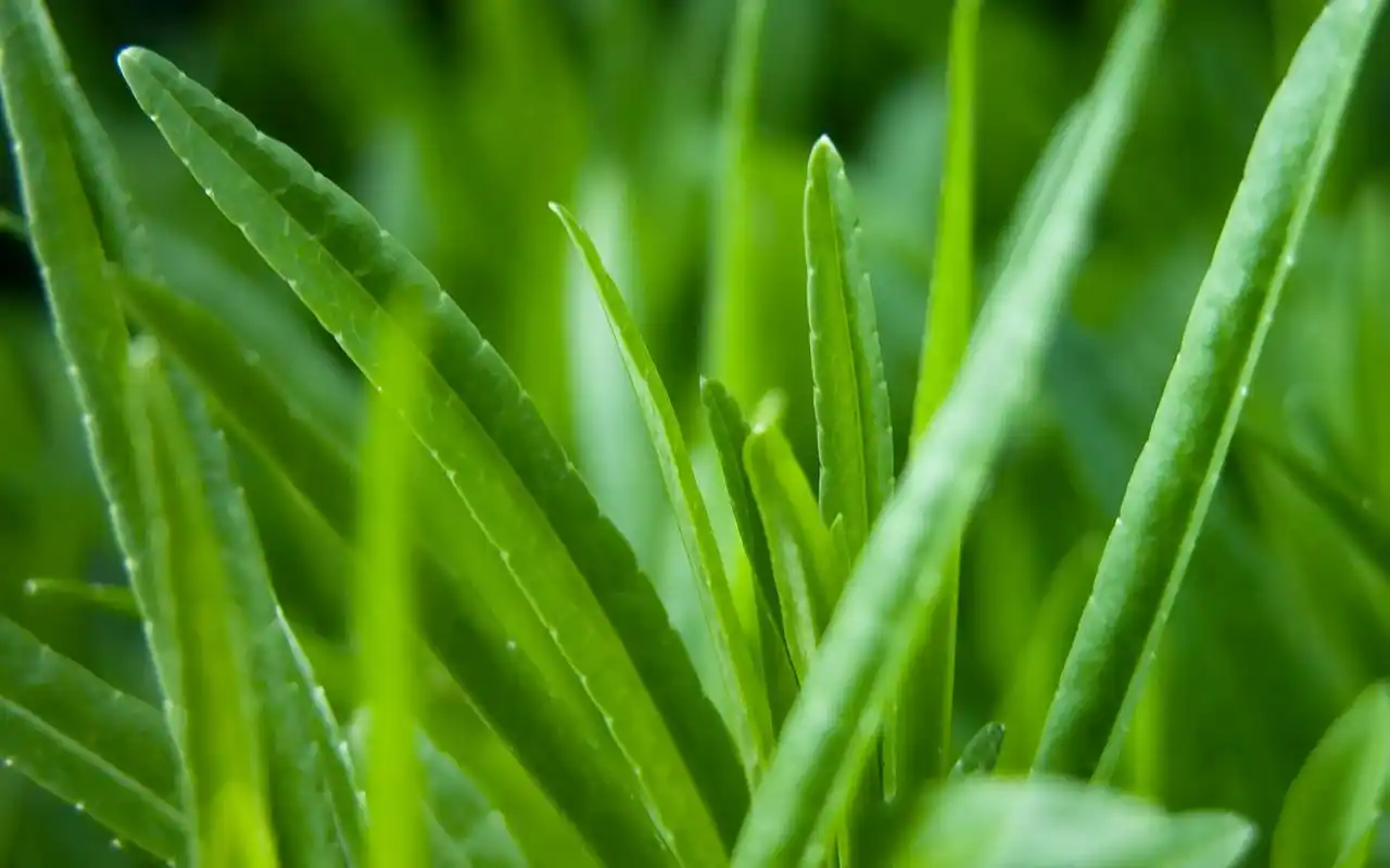 绿色壁纸保护眼睛的电脑壁纸