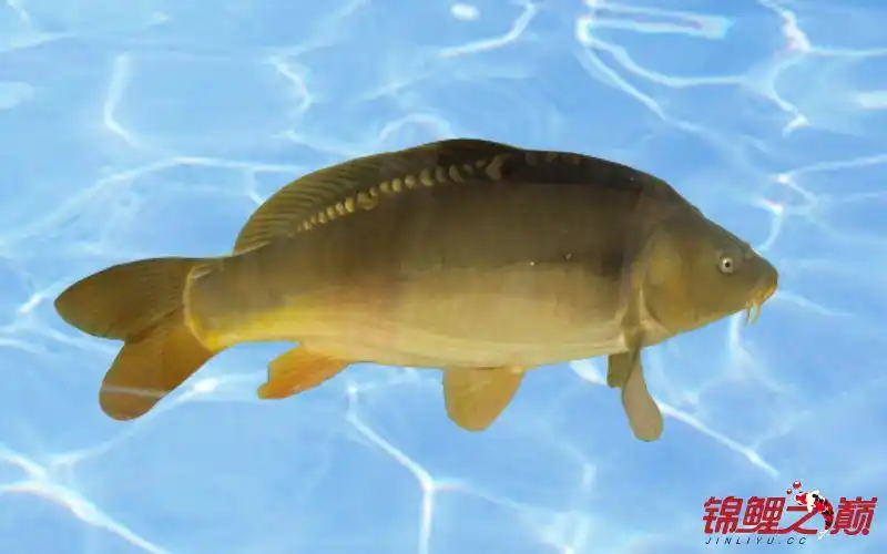 镜鲤:德国鲤变种,表皮有光泽,好像镜面一样光滑且光泽明显.