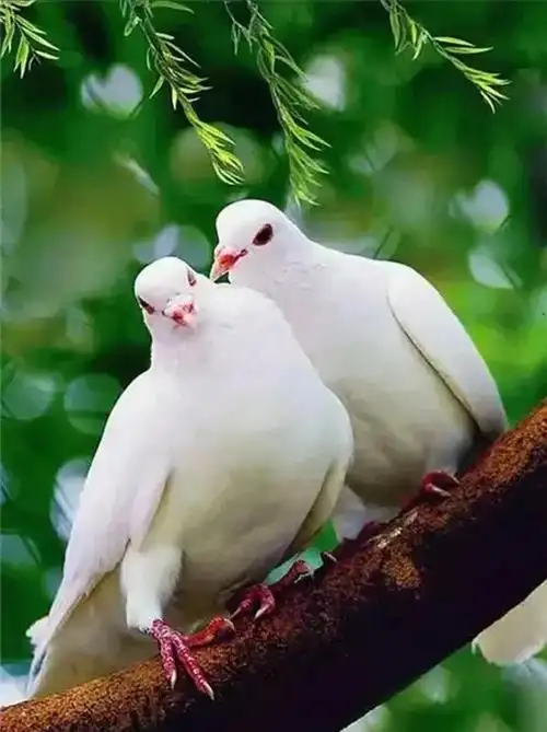 恩爱的夫妻鸟,成双成对,比翼双飞!