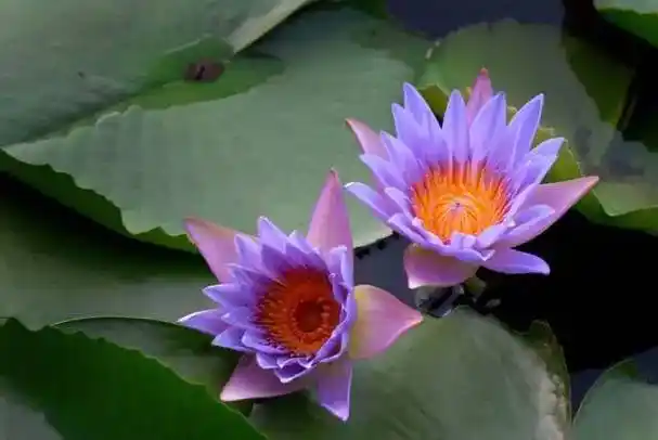 盘点世界上最珍贵最稀有的花