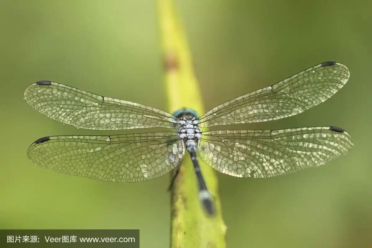 这是一种令人惊奇的巨型蜻蜓,新热带的蜻蜓属.