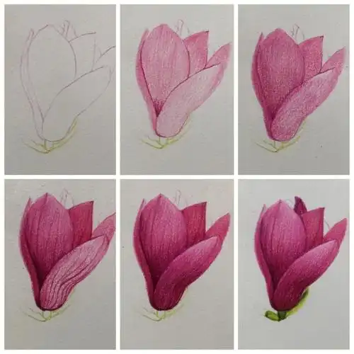 彩铅玉兰花含绘画过程图哦