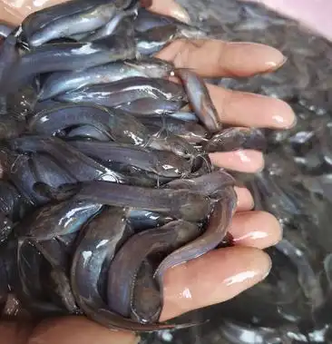 塘鲺鱼苗本地三黄塘角鱼苗养殖基地直销成活率高产量高