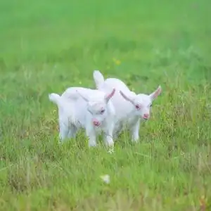 两只山羊图片