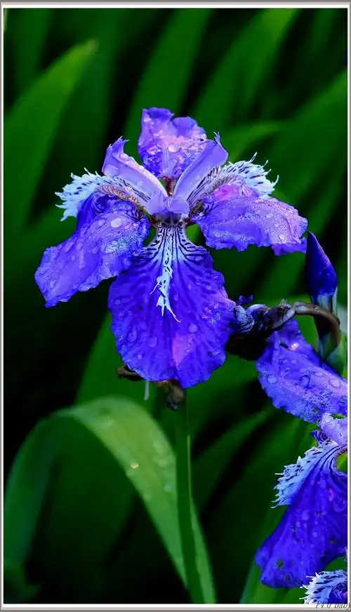 【蓝色鸢尾花】