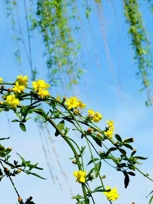 美丽春景 景色宜人 掠影黄兴湖畔~惠南镇金钟园 20180401