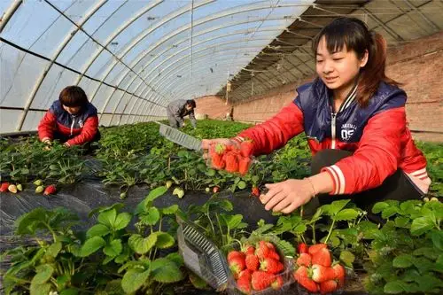 火啦!晋味印象草莓园火爆采摘中!