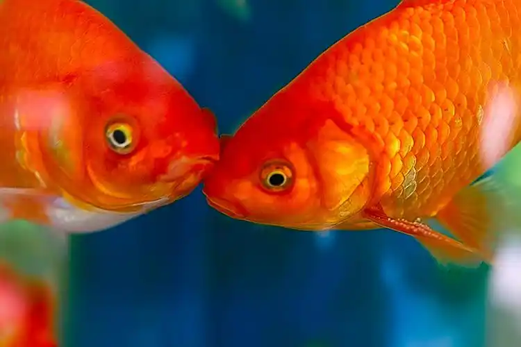 金 鱼2查看大图【金 鱼2 】 第 3 幅金 鱼2查看大图【金 鱼2 】 第 2