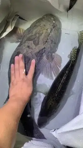 据这位韶关钓友讲述,他是听朋友说北江出现了很多鳜鱼之后才决定下班