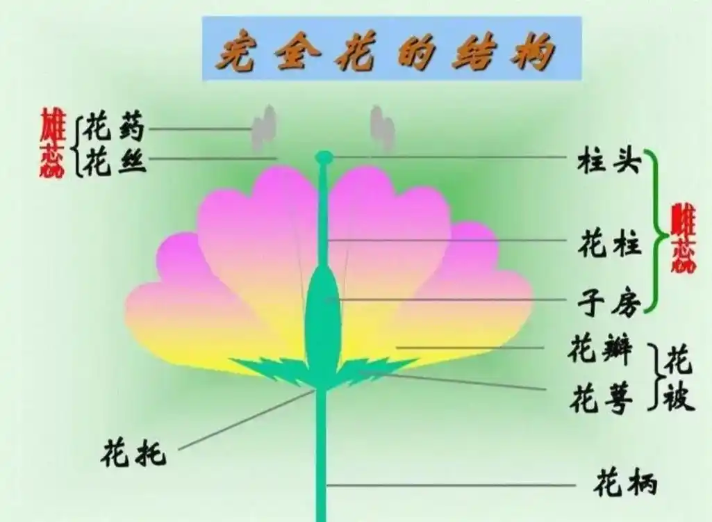 花柄雄蕊柱头雄蕊花柱子房花瓣花托完全花的结构柱头花柱珠孔珠被