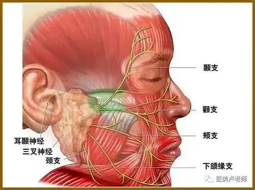 颜面整形要熟知面神经及其分支_腮腺