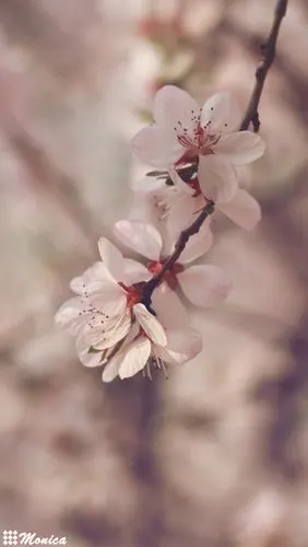 iphone 壁纸 桌面 小清新 治愈系 文艺 樱花 花(所有壁纸均为monica