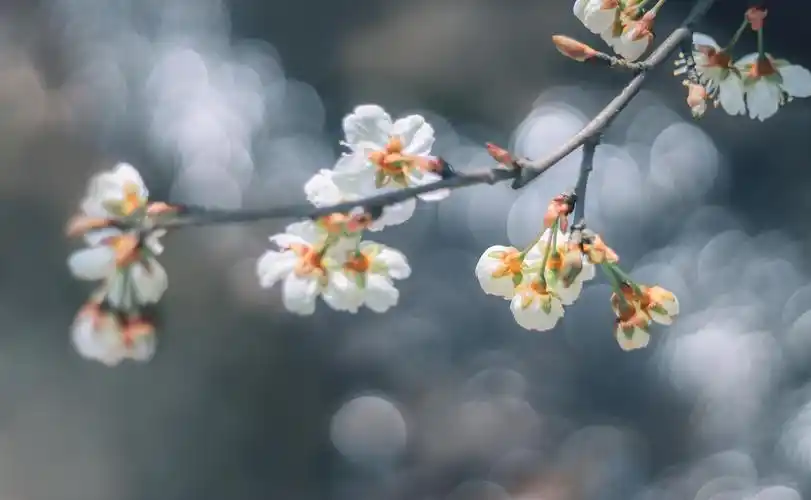 相关标签春天的浪漫开始上一图集:小清新唯美的美人梅下一图集:城市