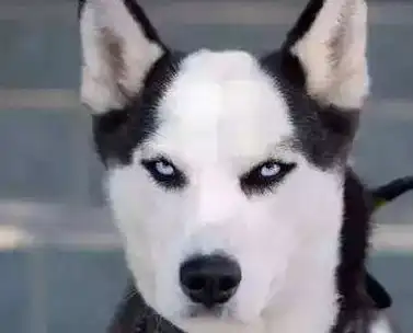 一只小二哈去喝拉布拉多的奶,结果小拉布太给力,小二哈却笑翻人