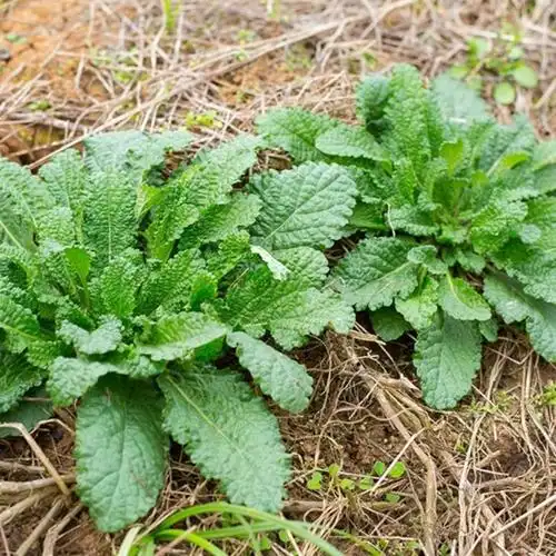 伟博家货蛤蟆草干品菜荔枝草整棵带根癞蛤蟆草新鲜