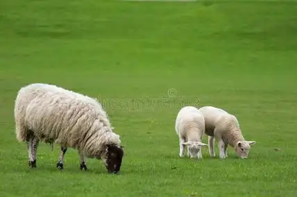 一只母羊和两只羔羊在田里吃草照片