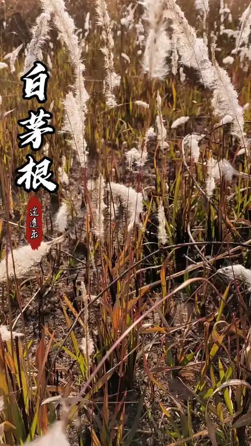 认识中草药#百草中药之白茅草,根部入药