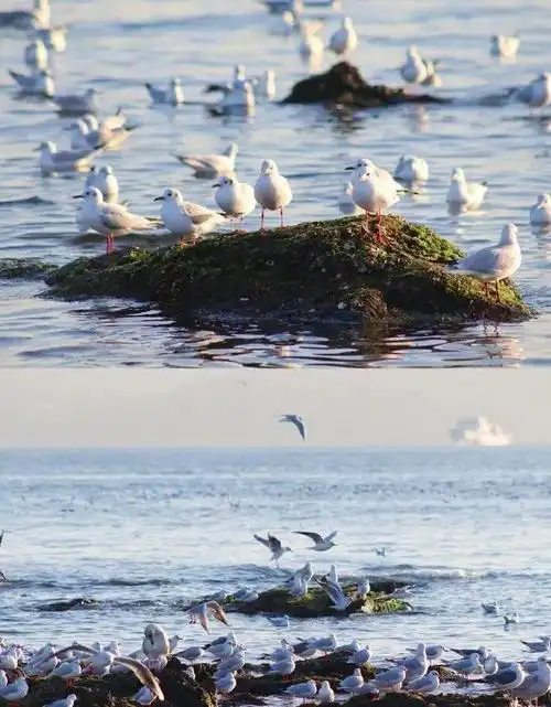 青岛人你的海鸥小可爱回来啦