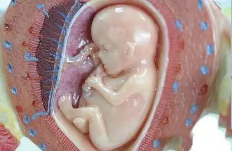 【胎盘是什么】胎盘是怎么形成的,孕妇的胎盘的作用