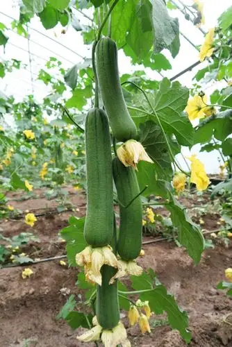 超乐 丝瓜种子 肉丝瓜3号 早熟丰产肉丝瓜 自然带