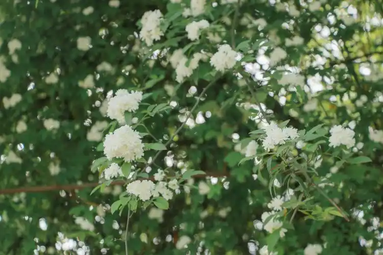 七里香盛开成都的春天