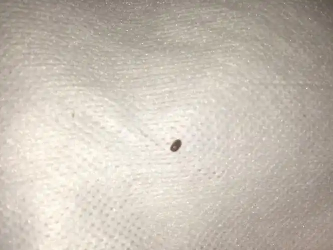 烟草甲家里怎么除掉,家里怎么去除烟草甲虫余虫