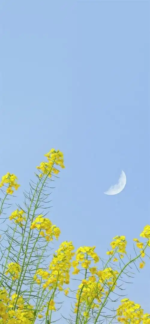 抖音最火壁纸图片大全抖音最火2020背景图片抖音最火的聊天背景图