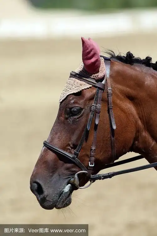 侧视图肖像近距离的一个美丽的运动马在鞍下的自然背景,马术运动