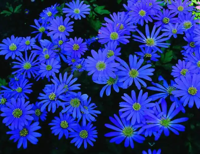 百花园1349蓝色菊花1