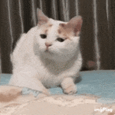 来咯来咯,你们的最爱又来咯 表情包风雨无阻送到你面前~ 猫咪表情包