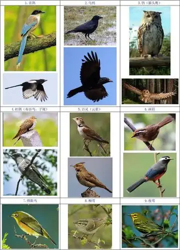 鸟类图片