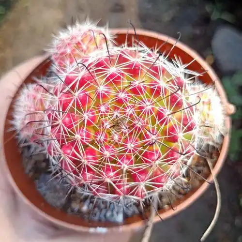 红娜丸仙人球红色自根仙人掌类植物多肉花卉小盆栽t5 红娜丸带柱 高26