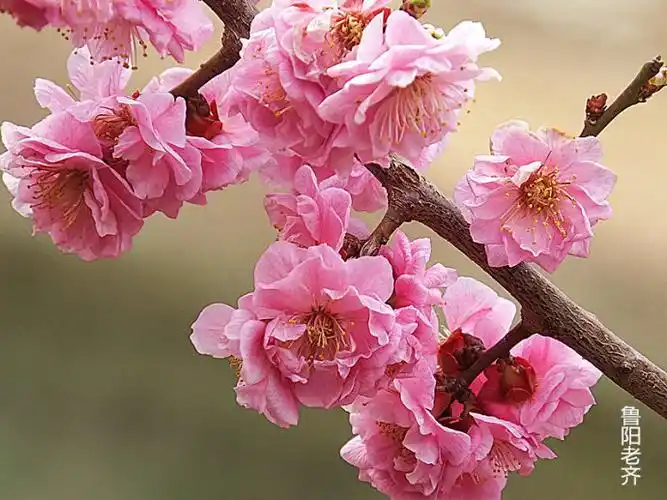 梅花8一一丰后梅