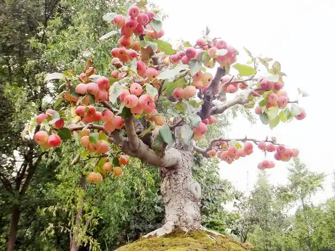 海棠树的花朵非常多,颜色也非常多,红色,粉红色,白