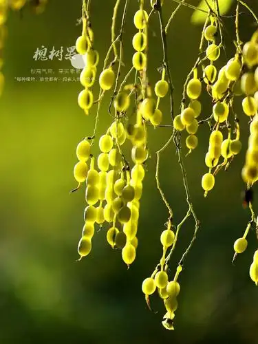 晶莹剔透的槐树果