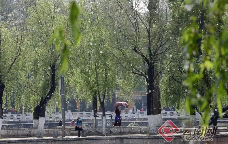 柳絮弥漫在空中肆意飞扬,如同漫天飞雪