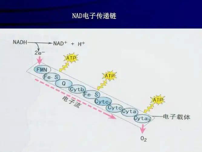nad电子传递链