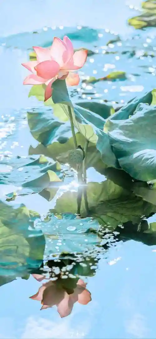 手机壁纸荷花图片大全-花卉壁纸 - 壁纸家