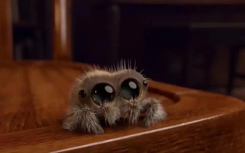 【恐虫勿入】真的有卢卡斯那样可爱的小蜘蛛