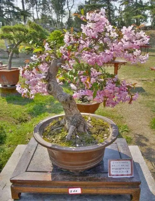 海棠盆景 亚当海棠盆景-图片大观-奇异网