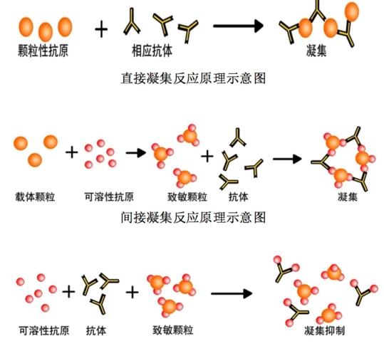1 凝集反应–abo血型鉴定[目的]掌握凝集反应的定义及血型鉴定实验的